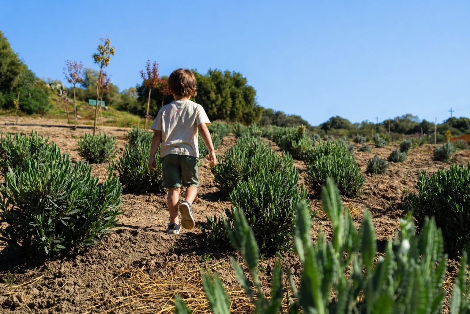 Un bambino cammina tra i cespugli di lavanda al Parco delle Janas