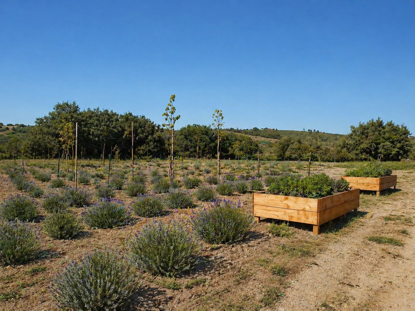 Lavanda in fiore e cassette dell'orto al parco