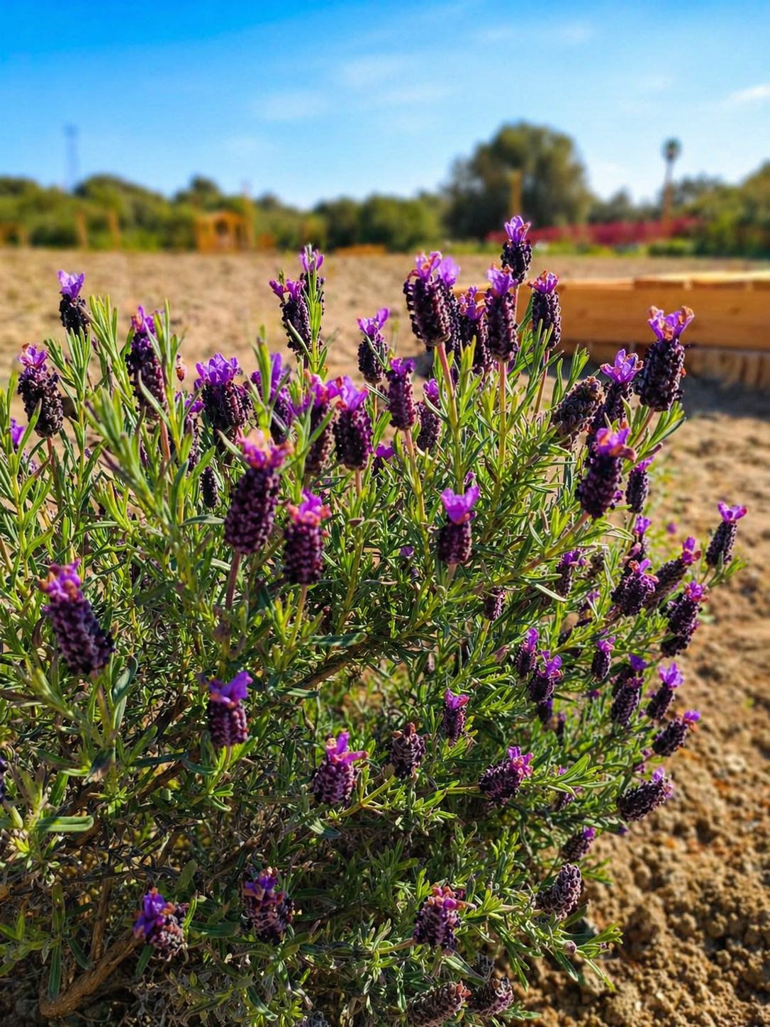 Lavanda al parco
