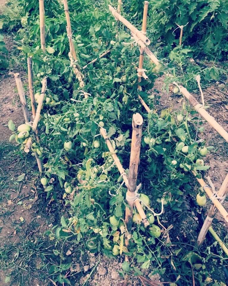 Pomodori freschi dell'orto