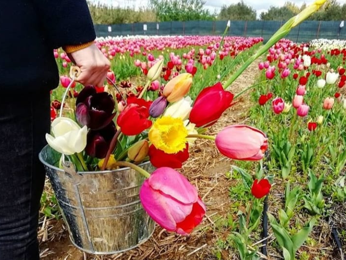 Raccolta dei tulipani al Giardino di Lu
